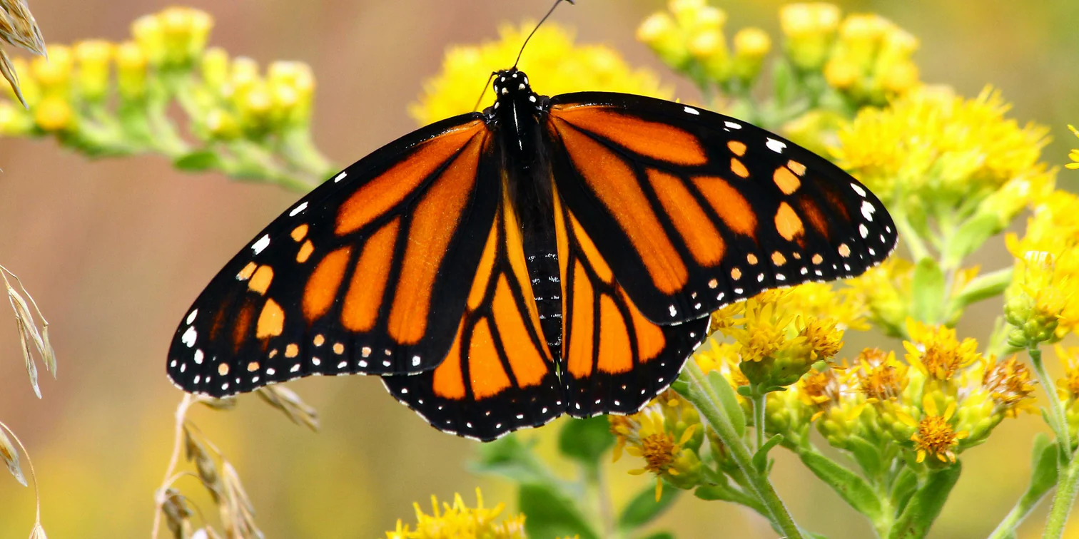 Cultivate Excellence in Your Garden